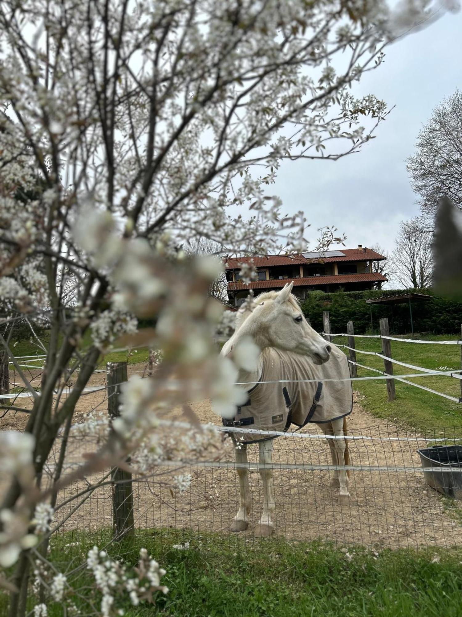 Bilocale In The Farm- Malpensa-Lago Maggiore Varallo Pombia Dış mekan fotoğraf